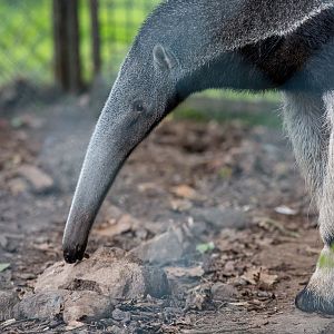 Giant anteater : Chester : 16 Jun 2014