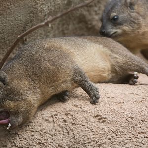 Rock hyrax : Chester : 16 Jun 2014