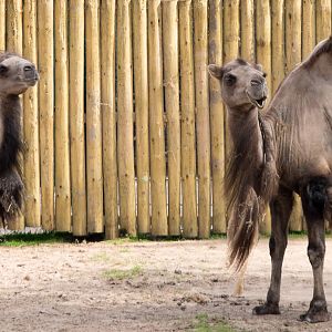 Bactrian camels : Chester : 16 Jun 2014