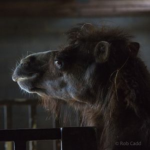 Bactrian camel : Cotswold WP : 28 May 2014