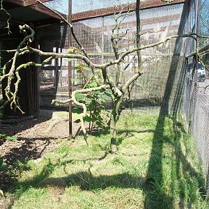 Conure Kingdom relandscaped, 20th June 2014