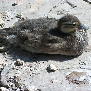 Duckling update, 20th June 2014