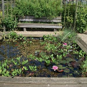 Fish pond, 19th June 2014