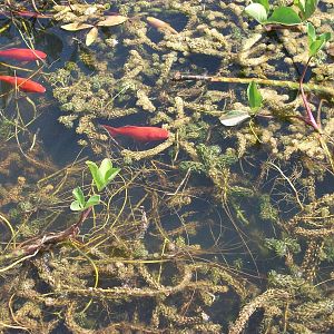 Fish pond, 19th June 2014