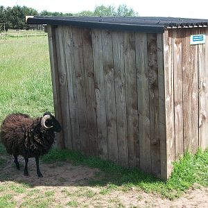 Ouessant Sheep and shelter, 19th June 2014
