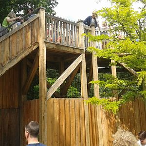 Viewing platform lions
