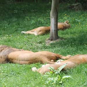 Sleeping lions