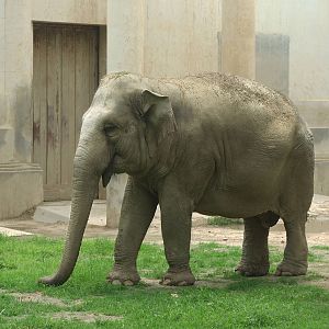 Alaleia, gift from Sri Lanka