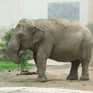 Zan Lan, gift from Cambodia