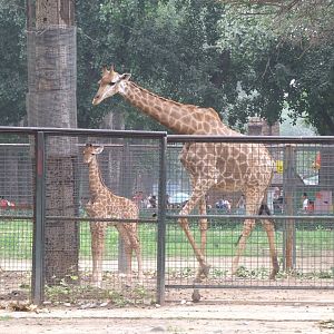 South African giraffe calf, born on 14/06/2014