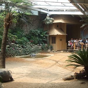 Aldabra Giant Tortoise and African Spurred Tortoise exhibit
