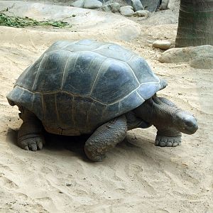 Aldabra Giant Tortoise, gift from Repiblik Sesel