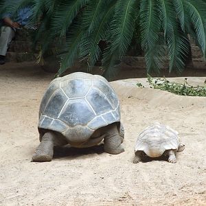 Aldabra Giant Tortoise and African Spurred Tortoise race