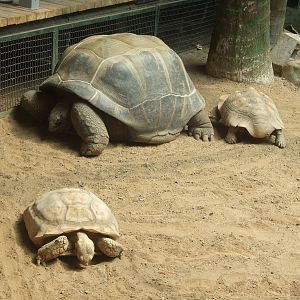 Aldabra Giant Tortoise and African Spurred Tortoise