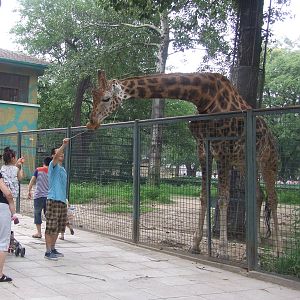 Giraffe feeding