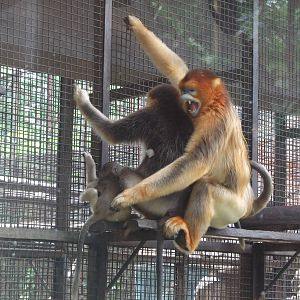 Family combat of Golden snub-nosed monkey