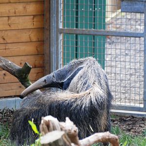 Giant Anteater at Yorkshire WP, 21/06/14