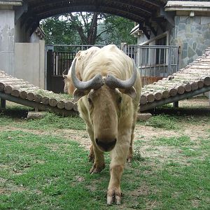 Horny takin bull, hitted the guardrail the next second