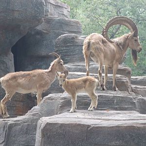 Siberian ibex (Capra sibirica)
