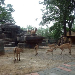 Siberian ibex exhibit