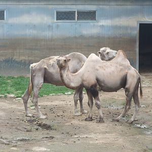 Bactrian Camels