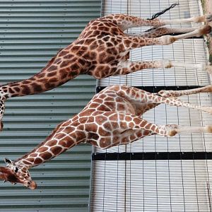 Giraffes at Yorkshire WP, 21/06/14