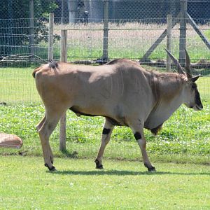 Big Eland, Little Eland at Yorkshire WP, 21/06/14