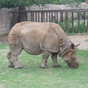 Indian rhinocero Nim