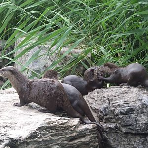 Oriental small-clawed otter