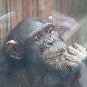 Chimpanzee