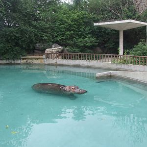 Hippopotamus pool