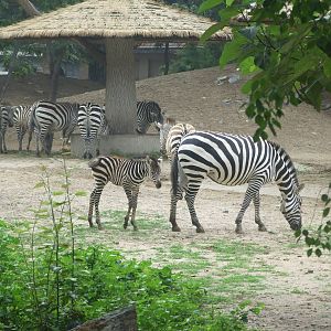 Zebra foal