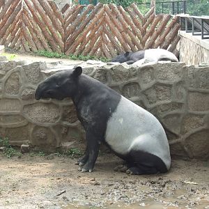 Malayan tapir sitting