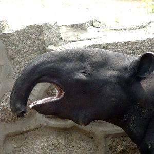 What?s the wart on the chin?