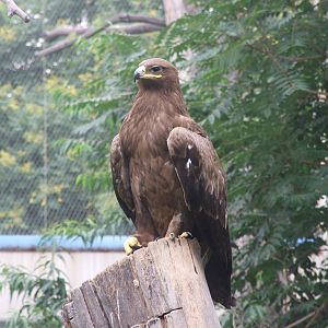 Steppe eagle