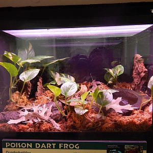 Jun. 2014 - Reptile House - New! 2014 - Poison Dart Frog Exhibit (4 Species
