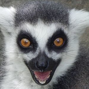 Jun. 2014 - Lemur Lookout - The Scariest Photo I've Ever Taken...