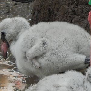 Jun. 2014 - Rhino Reserve - Greater Flamingo Chick