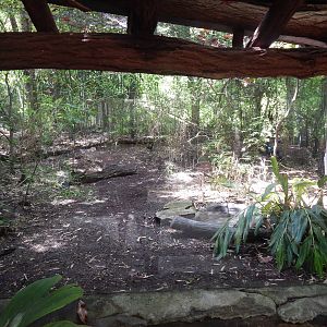 Jun. 2014 - Jungle Trails - Temporary Victoria Crowned Pigeon + White-naped