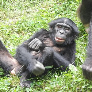 Jun. 2014 - Jungle Trails - Zeke