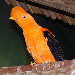 Jun. 2014 - Wings of the World - New Species 2014! - Andean Cock-of-the-Roc