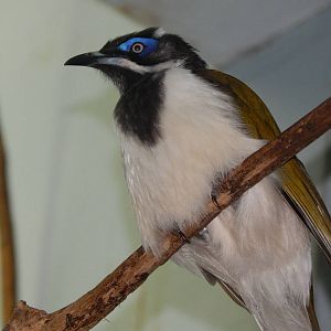Jun. 2014 - Wings of the World - New Species 2014! - Blue-faced Honeyeater