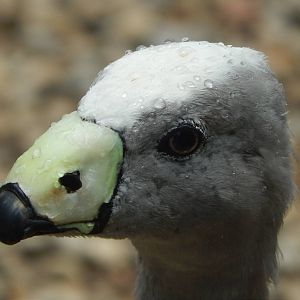 Jun. 2014 - Kea Encounter - Cape Barren Goose