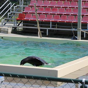 Sea lion enclosure