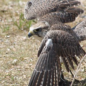 Falcon in the Bird show