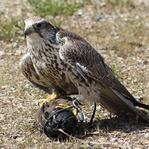 Falcon in the Bird-show