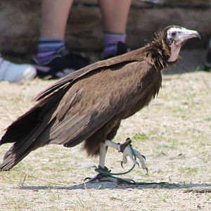 Hooded vulture in the Bird-show