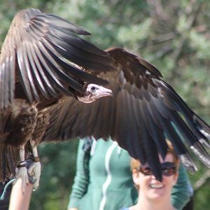 Hooded vulture in the Bird-show