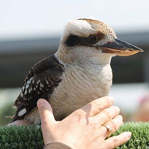 Kookaburra in the Bird-show