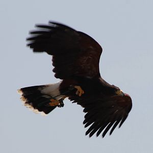 Harris hawk
